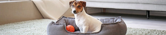 Pet-Friendly Home Decor: Stylish & Practical Solutions for Pet Owners